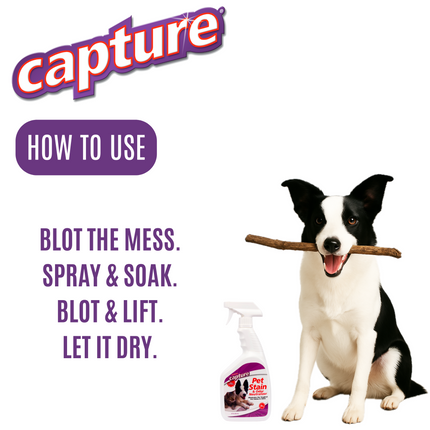 Dog holding a stick with the pet stain and odor neutralizer spray and instructions on how to use it.